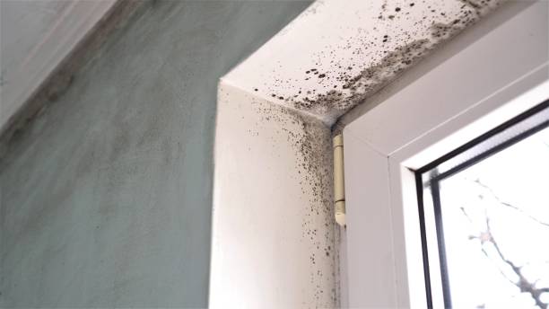 Best Affordable Mold Removal  in Cherryville, NC