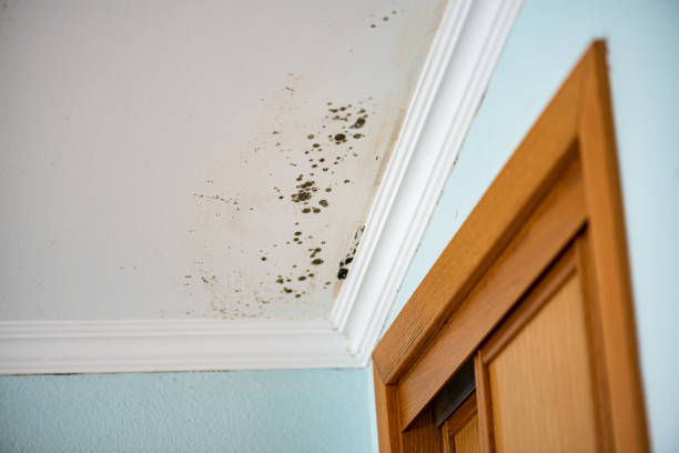 Attic Mold Removal in Cherryville, NC