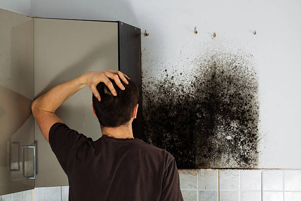 Best Mold Testing  in Cherryville, NC