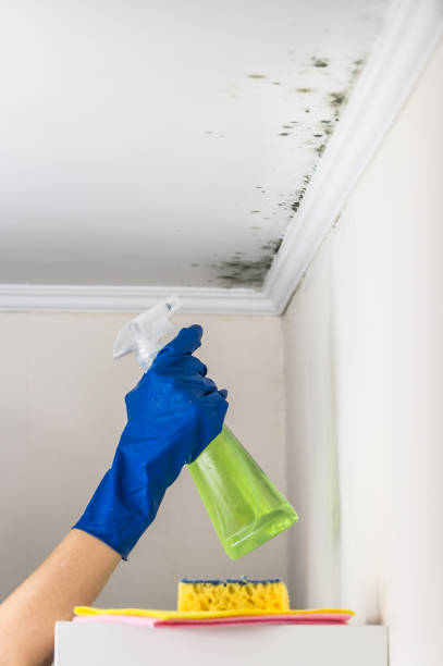 Best Mold Remediation  in Cherryville, NC